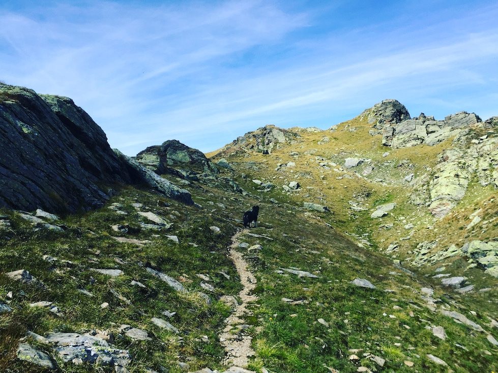Pallspitze Pallspitze Wandern mit Hund Australian Shepherd Kelchsau Brixental Tirol Kitzbüheler Alpen Grasberge