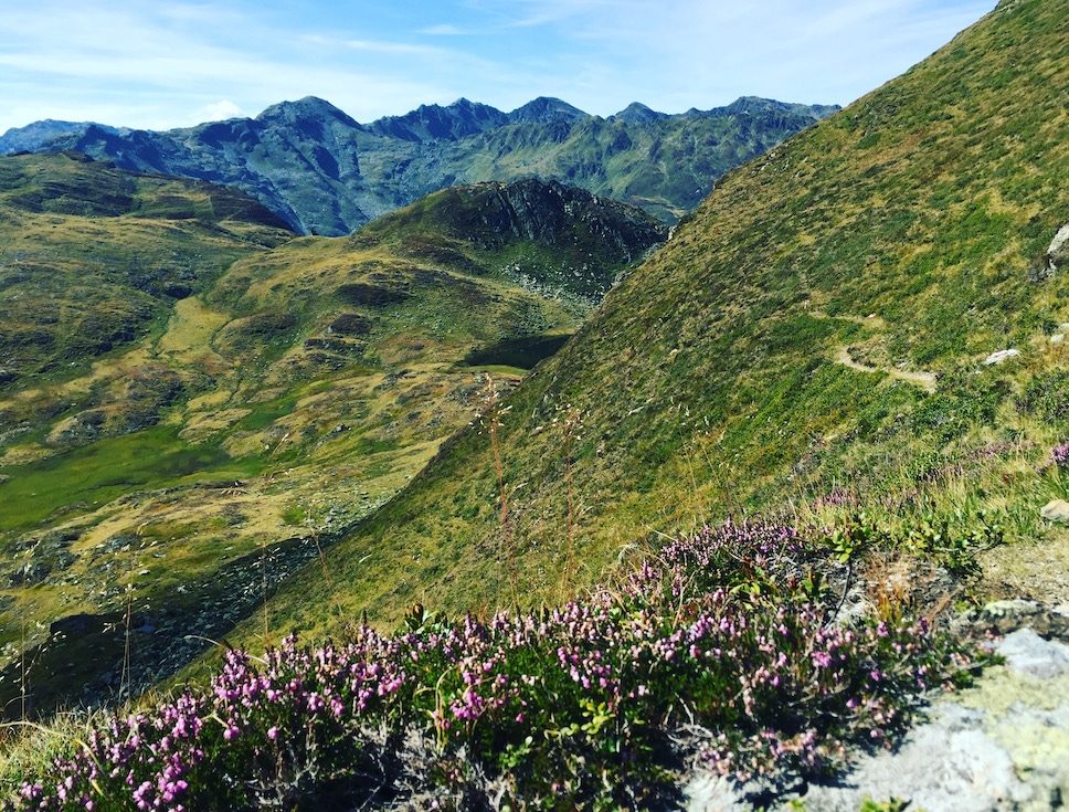 Pallspitze Wanderung mit Hund Tagestourt Kelchsau Langer Grund Kitzbüheler Alpen