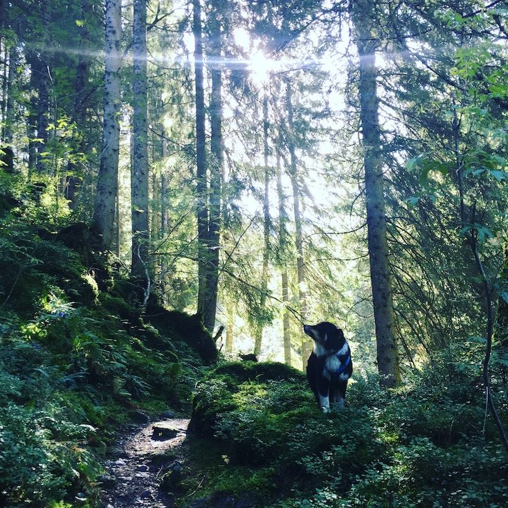 Pallspitze Wandern mit Hund Tirol Brixental Kelchsau Langer Grund