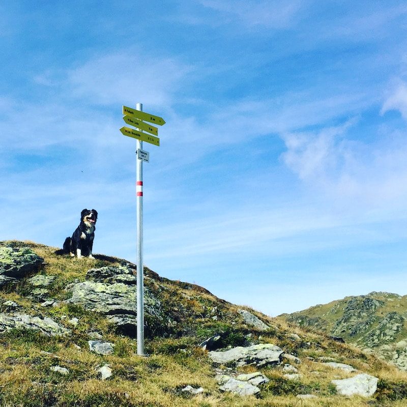 Pallspitze Pallspitze Wandern mit Hund Kelchsau Brixental Langer Grund Tirol