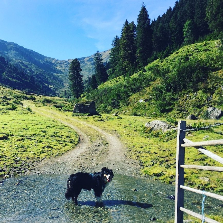 Pallspitze Frommtal Frommalm Kelchsau Brixental Langer Grund Wanderung wandern mit Hund Australian Shepherd