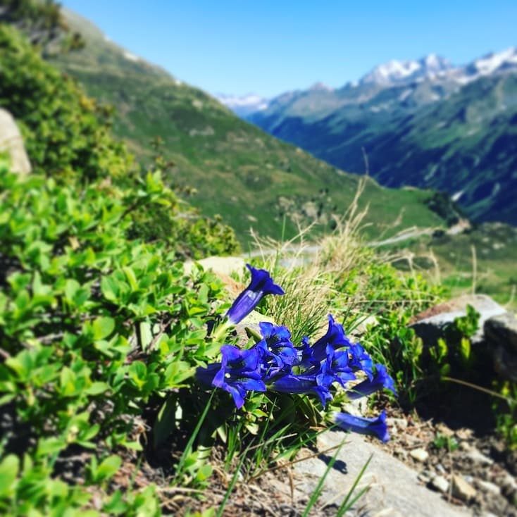 Kaunertal Enzian Tirol Ötztaler Alpen Wandern Wanderung Hund Camping Wohnmobil