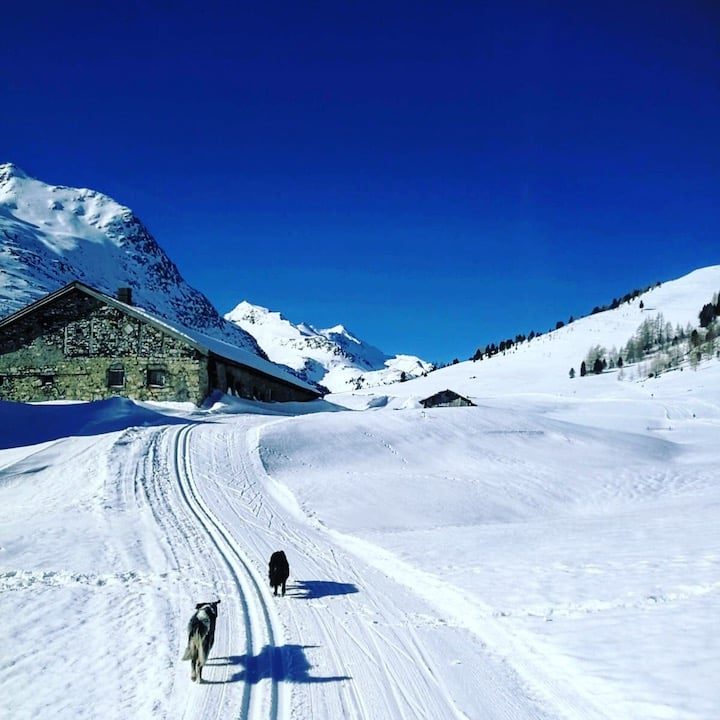 Osttirol Defreggental Staller Sattel Wintercamping Hund Schneeschuhwandern