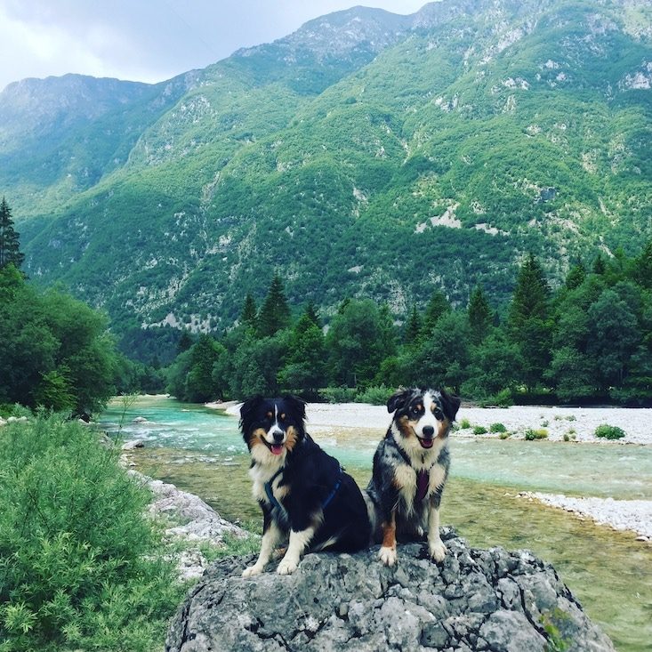 Soca Tal Camping und wandern mit Hund Slowenien Roadtrip Triglav Nationalpark Australian Shepherd