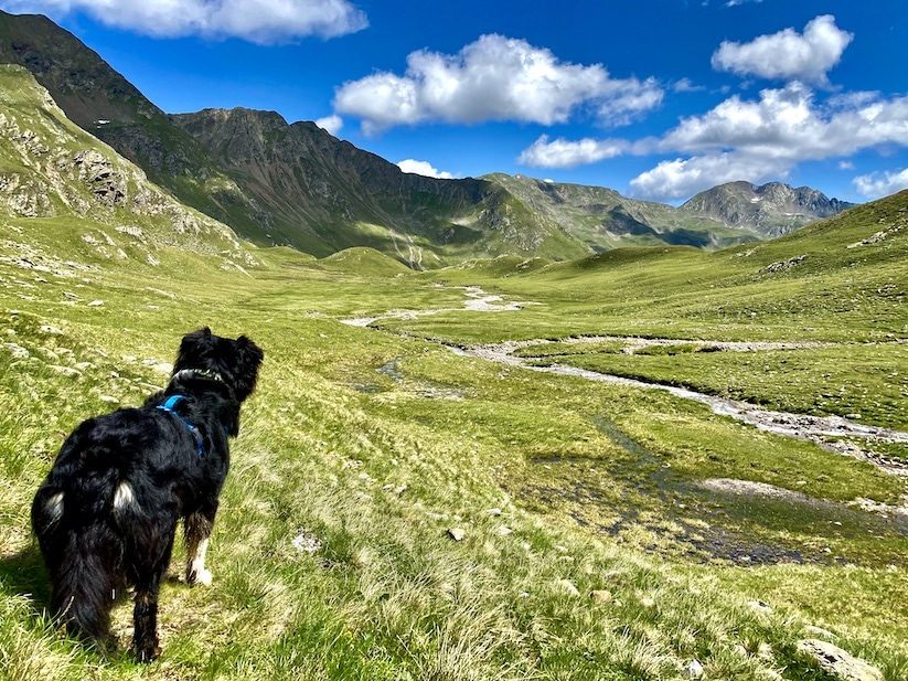 Osttirol Wandern mit Hund Hohe Tauern Villgratental Winkeltal Degenhorn Australian Shepherd