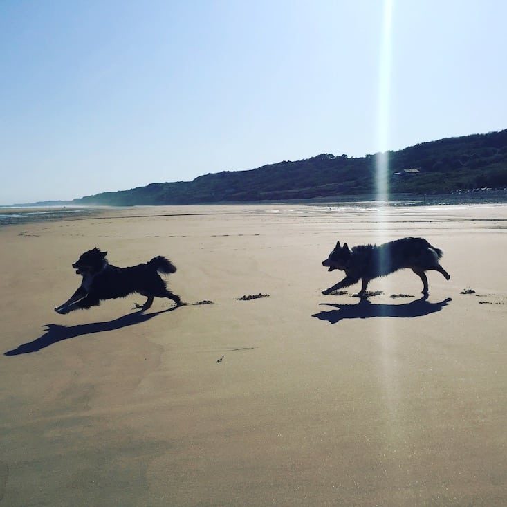 Welthundetag Welthundetag Camping mit Hund Frankreich Normandie Atlantik Hundestrand