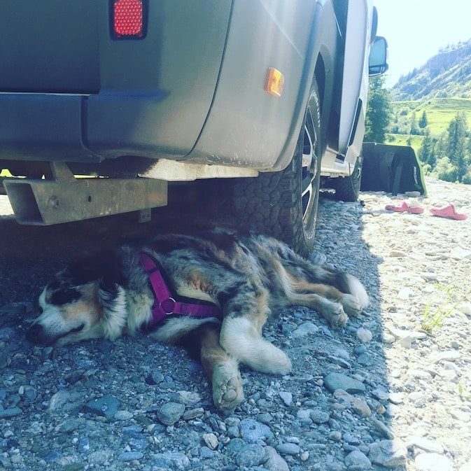 Welthundetag Camping mit Hund Wohnmobil Campingbus