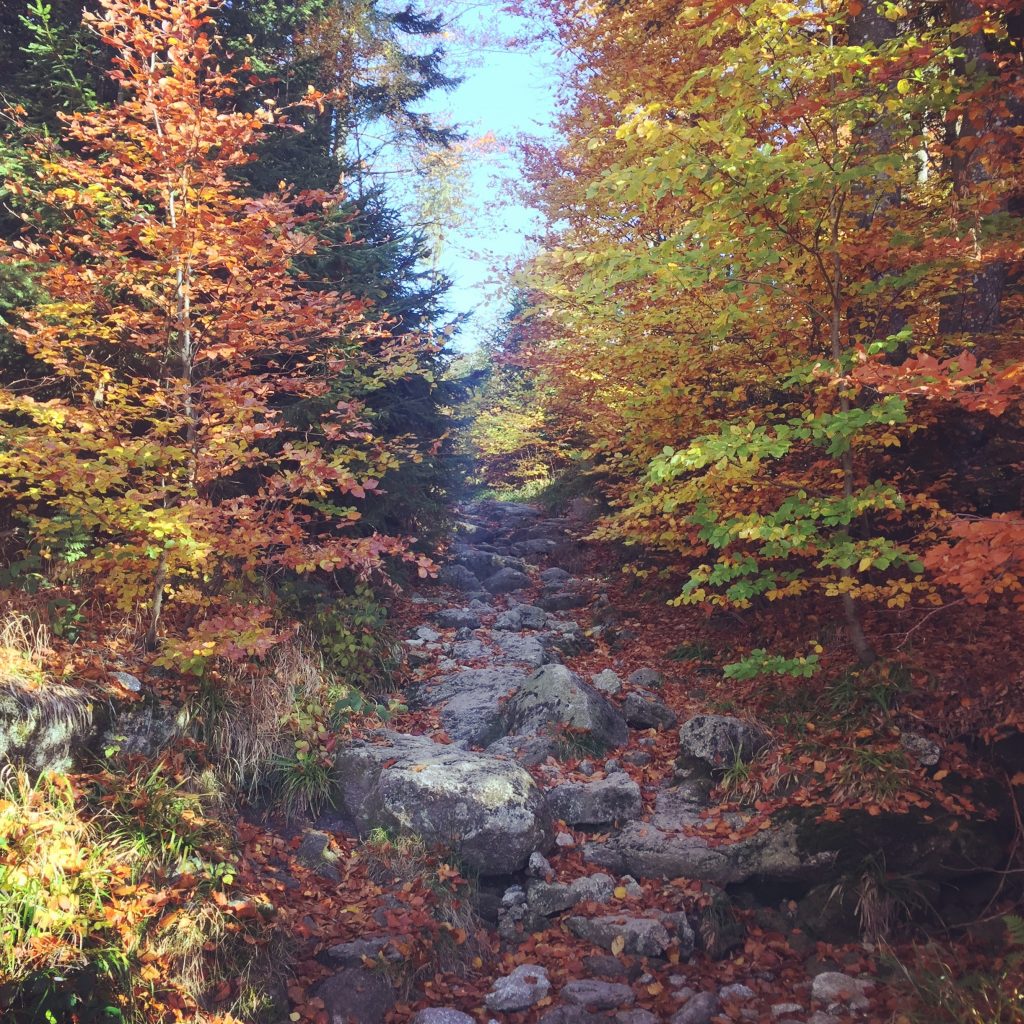 Böhmerwald Böhmerwald Bayrischer Wald wandern Österreich Deutschland Tschechien Dreiländer-Eck