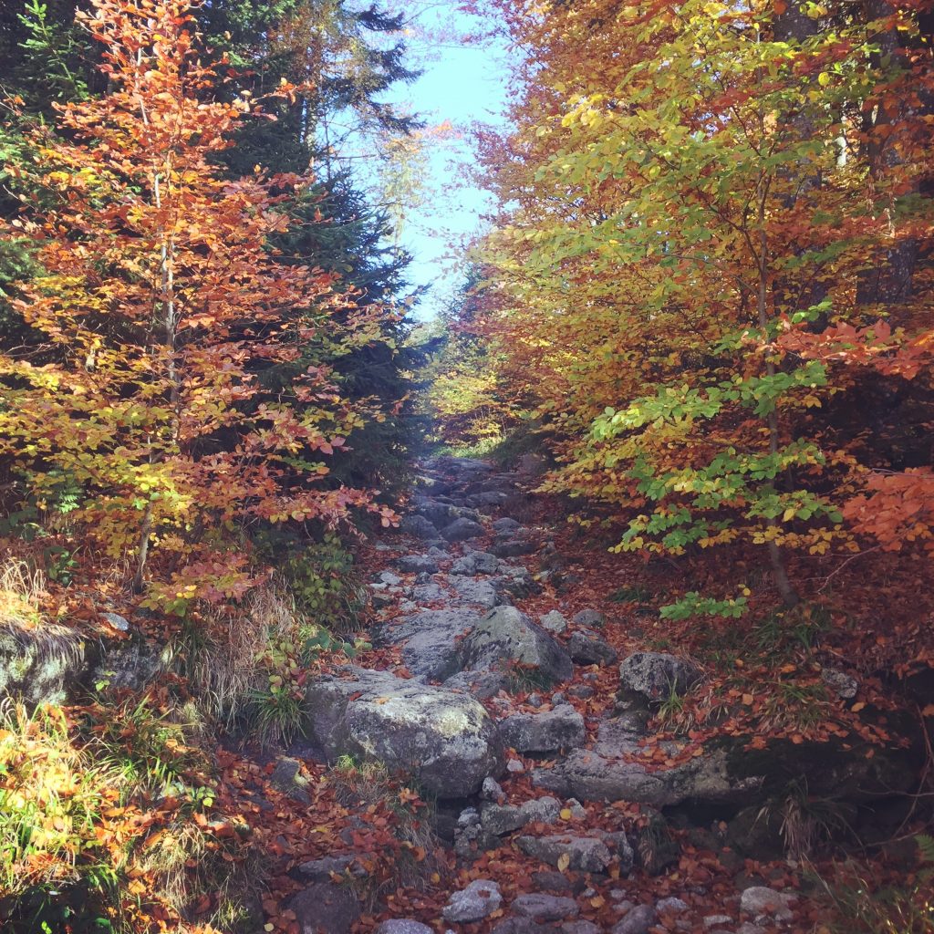 Böhmerwald Bayrischer Wald wandern Österreich Deutschland Tschechien Dreiländer-Eck 