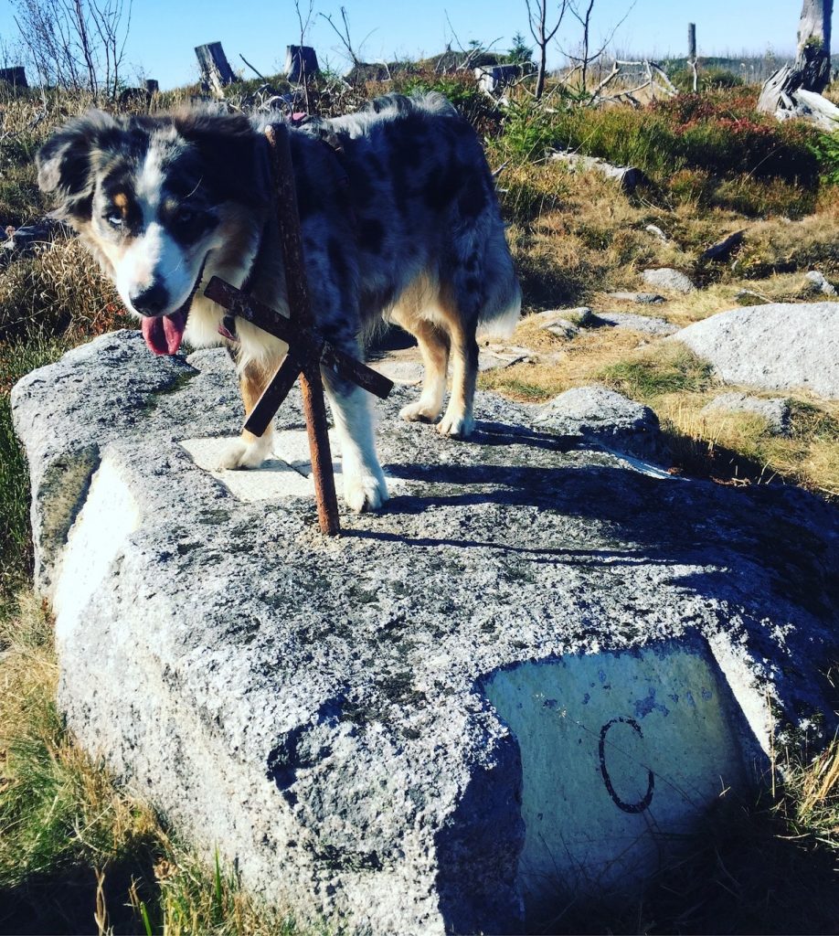 Bayrischer Wald Böhmerwald Sumava Wandern mit Hund Grenze Grenzländern Australian Shepherd