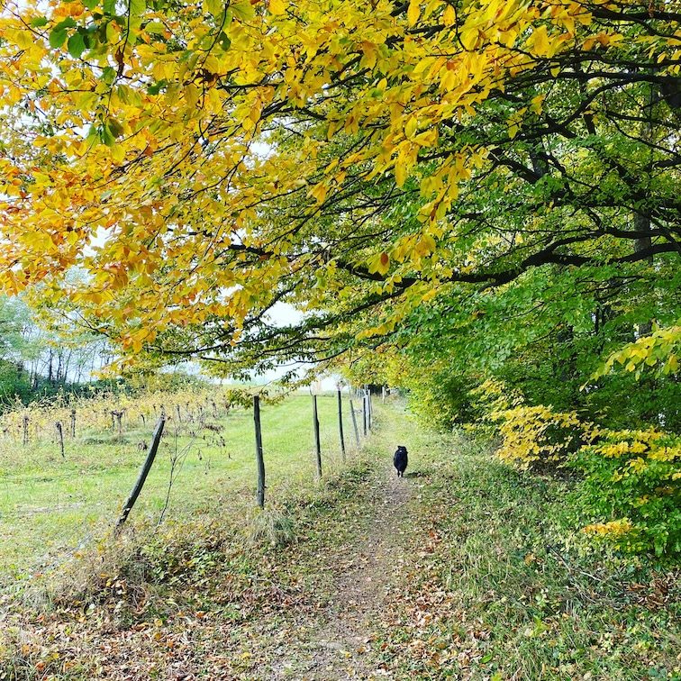 Südsteiermark Südsteiermark Grenzpanoramaweg Südalpenweg 03 Wandern mit Hund Weitwanderung Slowenien Herbst