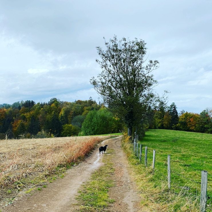 Südsteiermark Steiermark Slowenien Grenpanoramaweg Südalpenweg Wanderung mit Hund Herbst Weitwandern