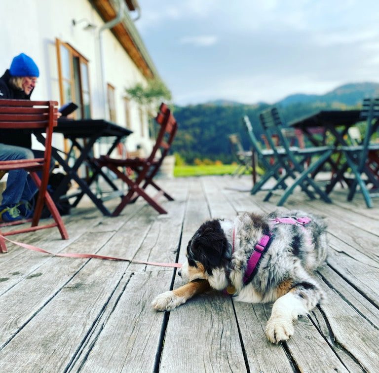 Südsteiermark Steiermark Oberguess Winzer Weingut Buschenschank Österreich Unterwegs mit Hund Australian Shepherd