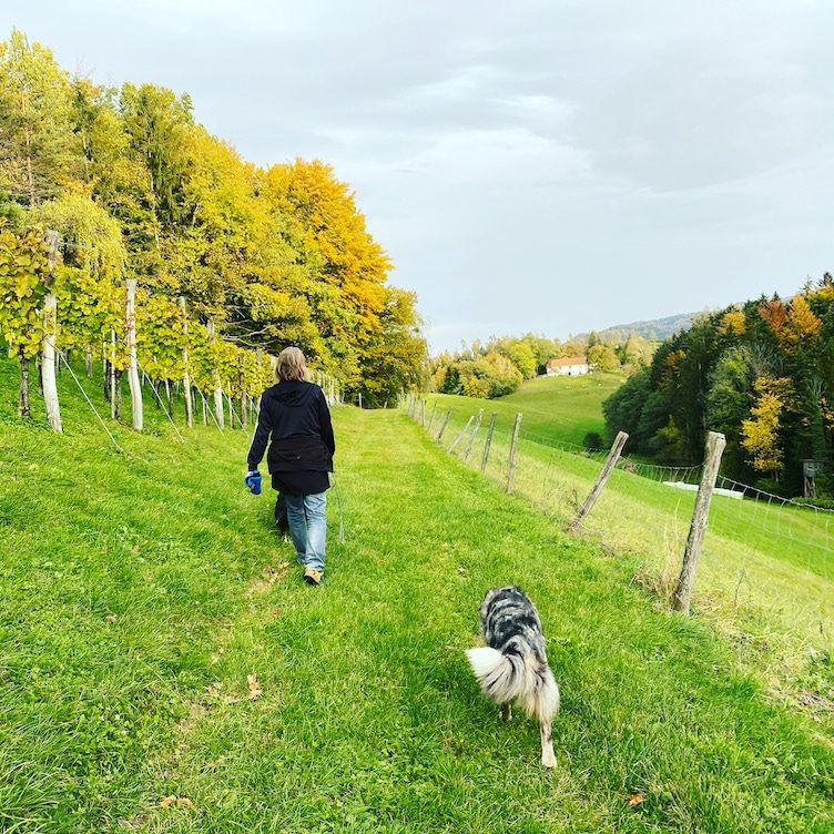 Südsteiermark Südsteiermark Wandern mit Hund Australian Shepherd Weingarten Österreich