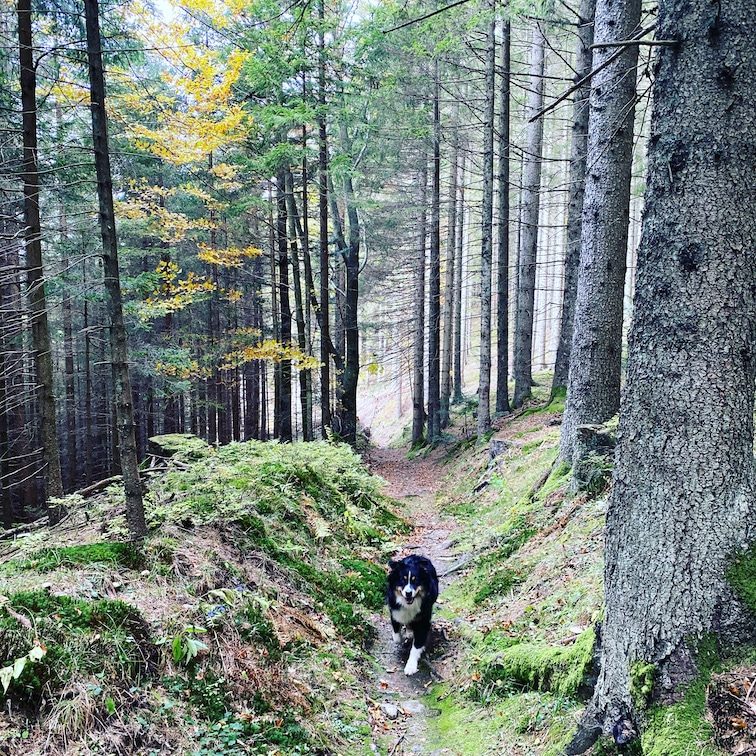 Südsteiermark Südsteiermark Wandern mit Hund Soboth Herbst
