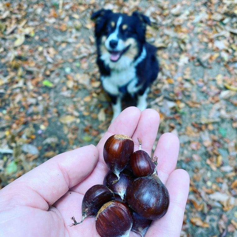 Südsteiermark Steiermark Österreich Maroni Kastanien Unterwegs mit Hund Australian Shepherd Wanderung