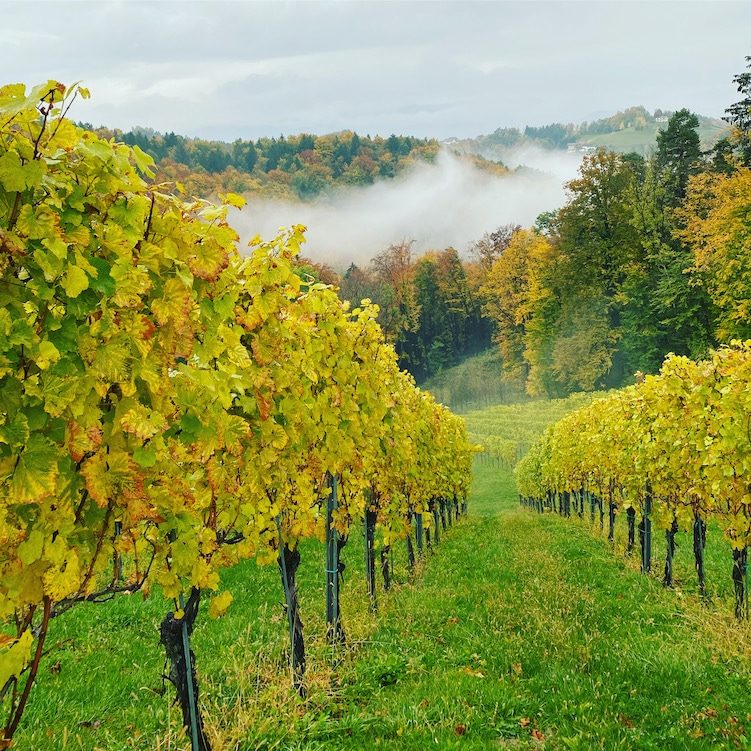 Südsteiermark Südsteiermark Steiermark Weinstraße Weingut Klug Buschenschank Wohnmobil Stellplatz Herbst