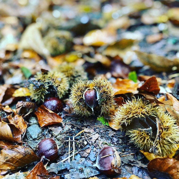 Südsteiermark Maroni Kastanien Wald Österreich