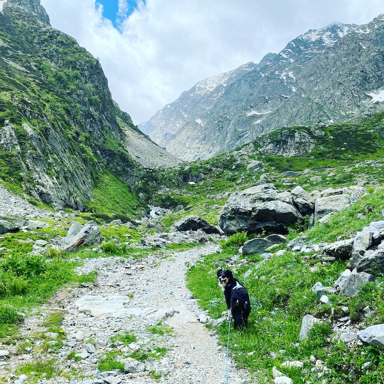 Valle Gesso Valle Gesso Wandern mit Hund Seealpen Australien Shepherd