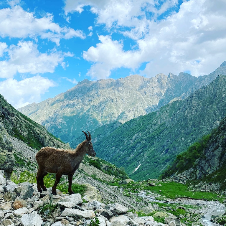 Valle Gesso Valle Gesso Seealpen Naturpark Steinbock Piemont wandern