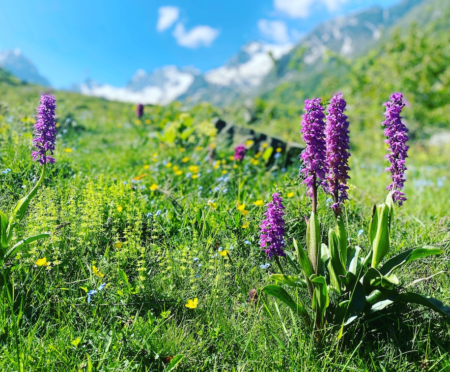 Valle Gesso Piemont Blüten Almblumen Seealpen Italien Wandern