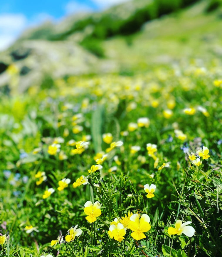 Valle Gesso Pra del Rasur Alpenblumen Almwiese Italien Piemont