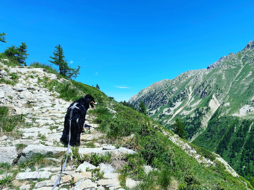 Valle Gesso Valle Gesso Piemont Wandern mit Hund Australian Shepherd Seealpen Italien