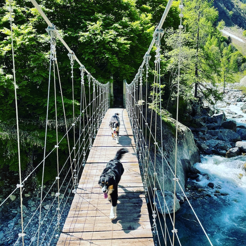 Valle Gesso Wandern mit Hund Italien Australien Shepherd